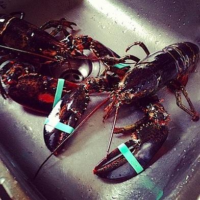 live-lobster.jpeg