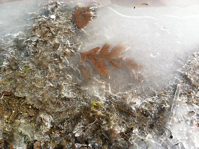 Autumn-Leaves-Under-Ice-at-Caumsett-State-Park-NY