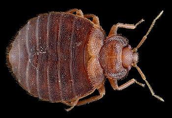 A New Weapon Against Bed Bugs