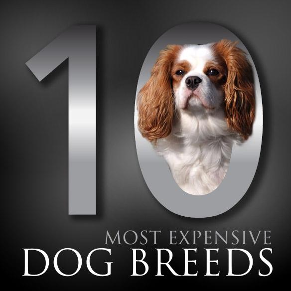 The 10 Most EXPENSIVE DOG Breeds!
