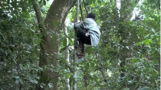 A Twa man climbing a tree