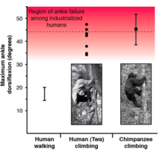 The dorsiflexion capabilities of humans, the Twa and and chimps