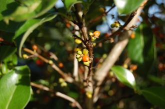 Coprosma robusta Fruit (18/11/2012, Kew Gardens, London)