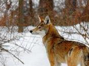 Support Covert Release Large Predators Into Eastern United States