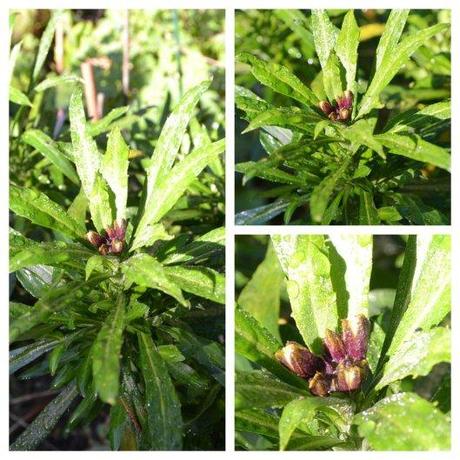 Erysimum Collage