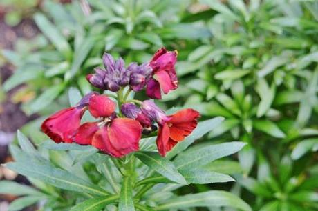 Erysimum