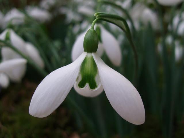 Snowdrop - Galanthus 'John Gray'