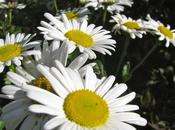 Montauk Daisies Winter