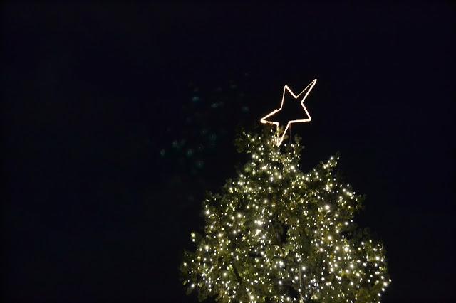 yountville, california, christmas, lights, tree
