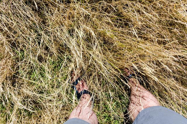 standing in long grass with shorts on