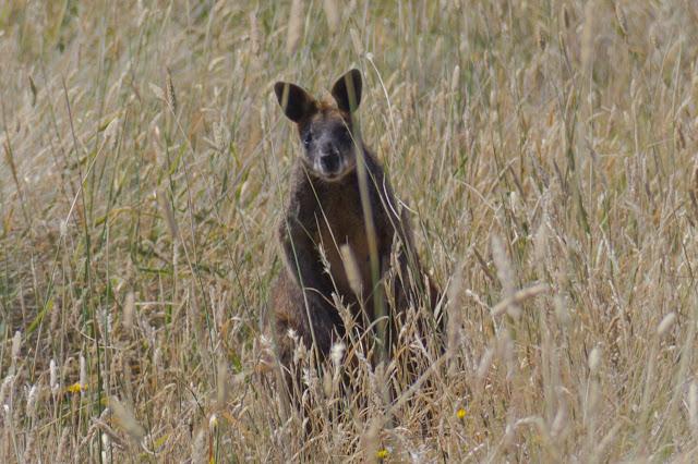 wallaby behind long grass
