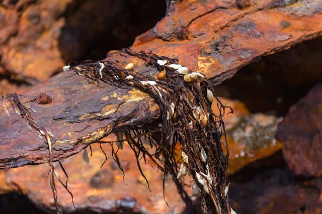 seaweed on speke shipwreck