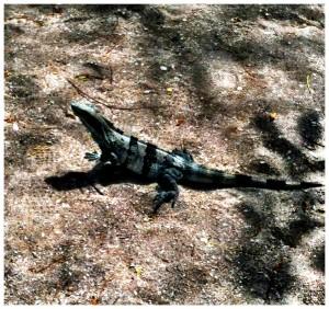 Costa-Rica-Iguana