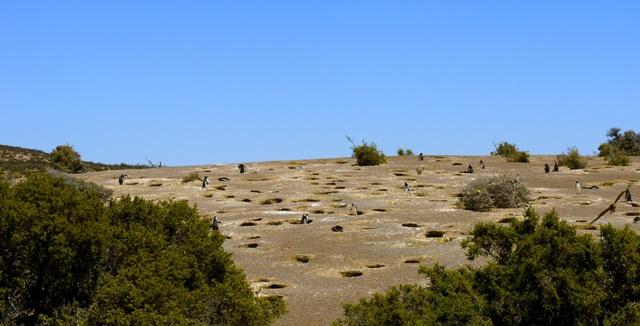 P1020862 Chubut Province – one of Argentina’s must see destinations!