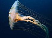 Great Ways Jellyfish