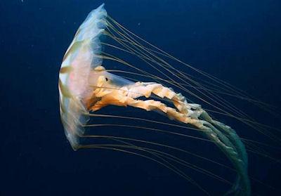 3 Great Ways To See Jellyfish