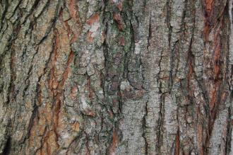 Ulmus 'Dodoens' Bark (18/11/2012, Kew Gardens, London)