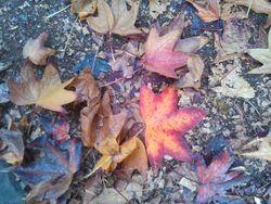 Colorful leaf teaches a lesson with her surprising beauty.