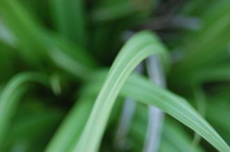 Astelia fragrans Leaf (18/11/2012, Kew Gardens, London)