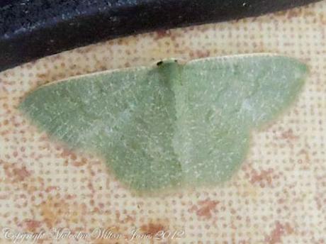 emerald moth