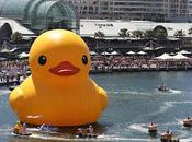 Giant Rubber Duck Swims Into Sydney Harbor