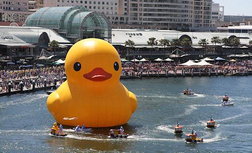 Giant Rubber Duck Swims Into Sydney Harbor