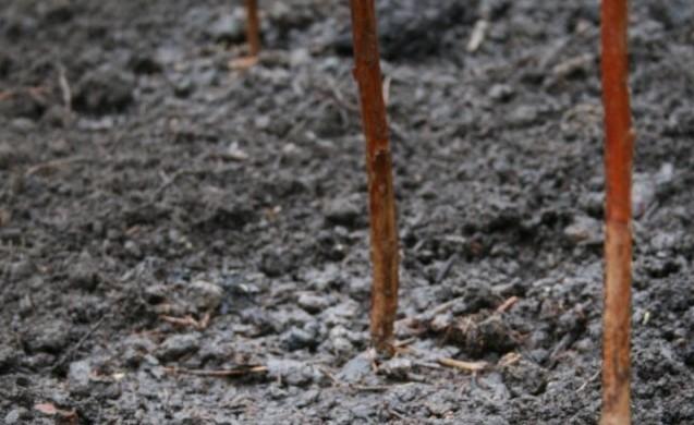 Raspberry Planting