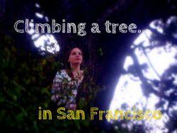 Urban Nature: Climb a Tree in San Francisco