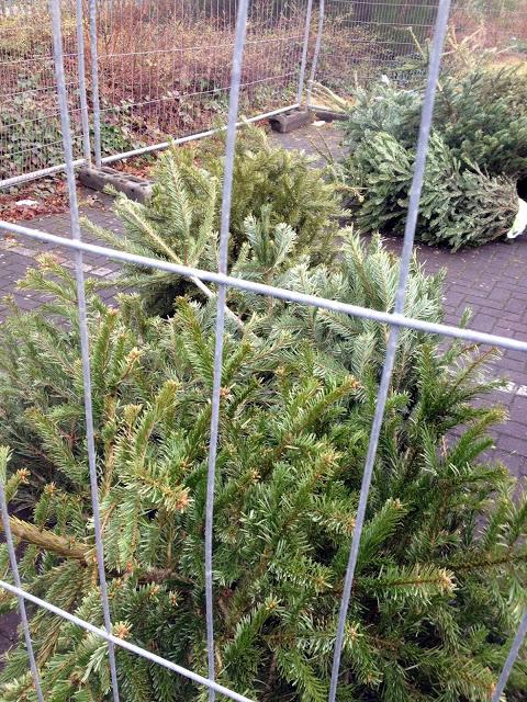 6/365 Fir goodness sake