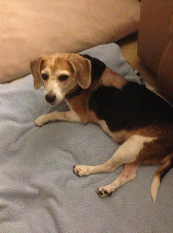 Moo's Home from Surgery