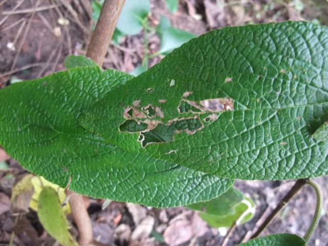 Possible viburnum  beetle damage