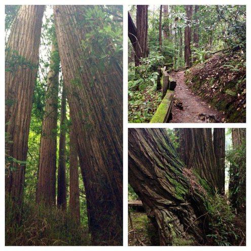 Muir Woods