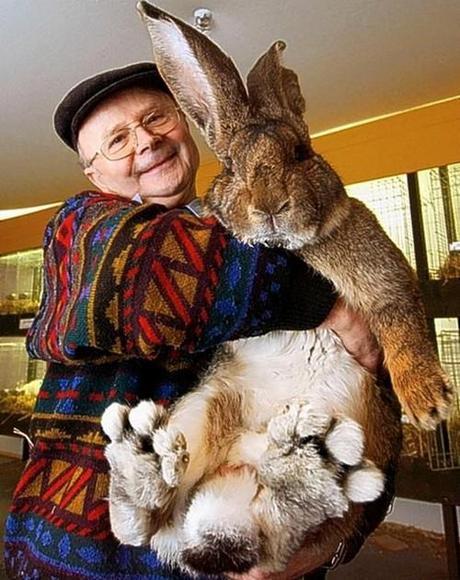 Herman-biggest-bunny-rabbit-