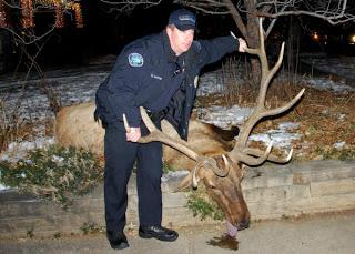 Cops Shoot Elk in Boulder