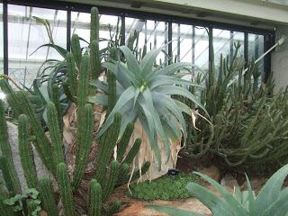 Aloe and Succulents at Kew Gardens