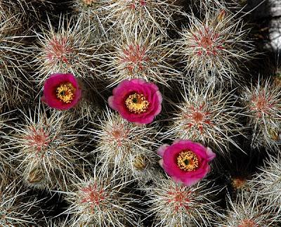 ANZA BORREGO STATE PARK, California:  Desert Wildlife and More