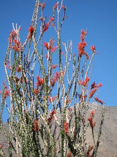 ANZA BORREGO STATE PARK, California:  Desert Wildlife and More