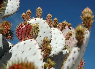 ANZA BORREGO STATE PARK, California:  Desert Wildlife and More