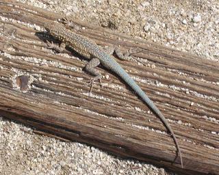 ANZA BORREGO STATE PARK, California:  Desert Wildlife and More