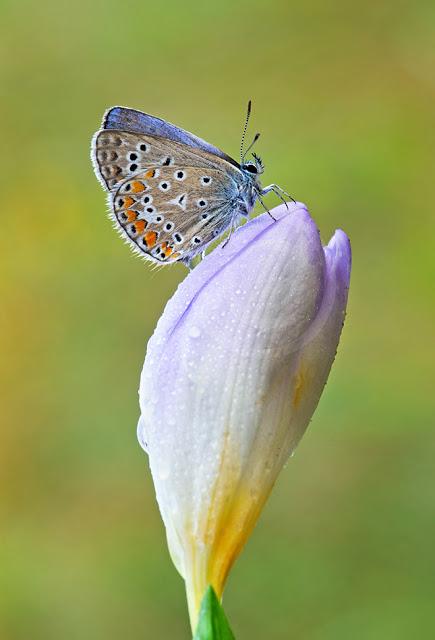 Polyommatus icarus, Azuré commun, Common Blue
