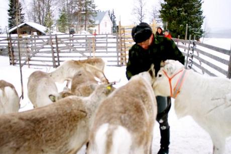 Reindeer farmer hand feeding his reindeer near Iso-Syöte, Finland
