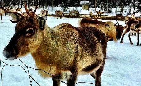 Meeting Rudolph at a Reindeer Farm in Finland