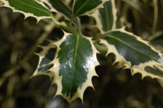 Ilex aquifolium 'Elegantissima' Leaf (28/07/2012, Kew Gardens, London)