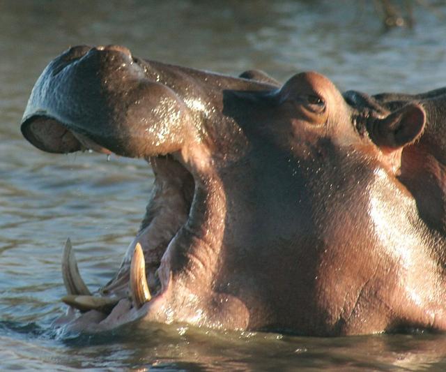 Up Close with Hippos in iSimangaliso Wetland Park, South Africa