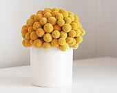 craspedia cluster in white- dried flower arrangement billy button, billy ball design. - floresdelsol