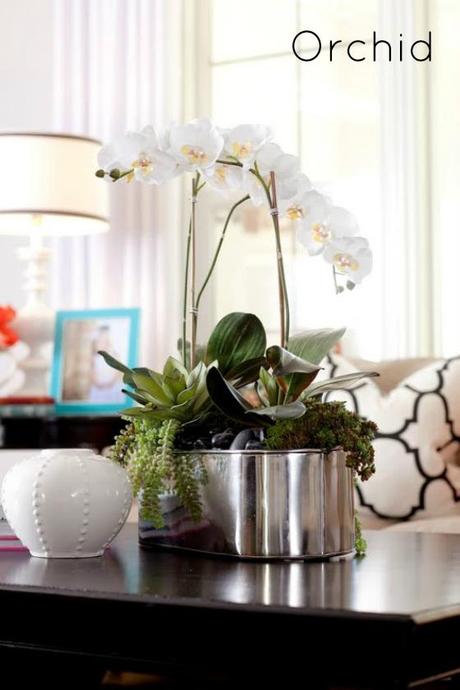 NookAndSea-White-Orchid-Flower-Home
