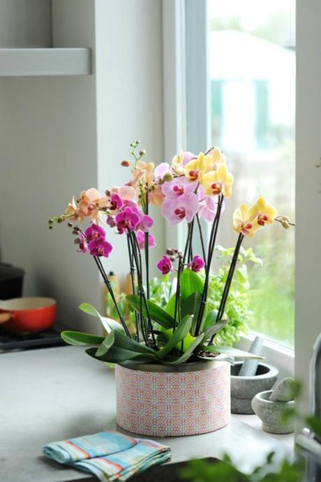 NookAndSea-Orchid-Flowers-Vase-Purple-Yellow-Pink-Orange-Counter-Kitchen-House