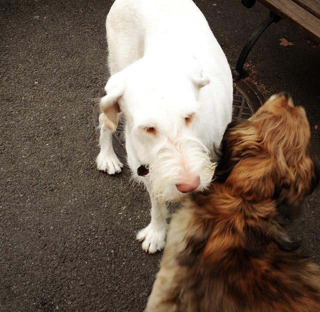 Glorious Technicolor and Olive tries to Kiss Me