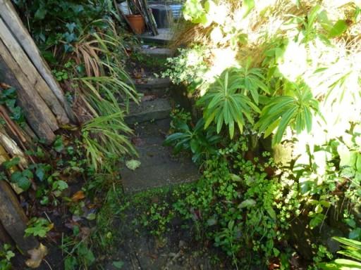 narrow path leading to greenhouse