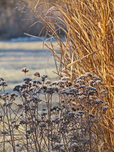 Early morning frost pics